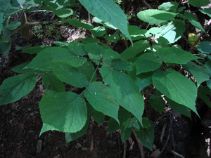 Photo By: Stephen M. Young. Photo taken: Broome County, NY on 8 August 2006